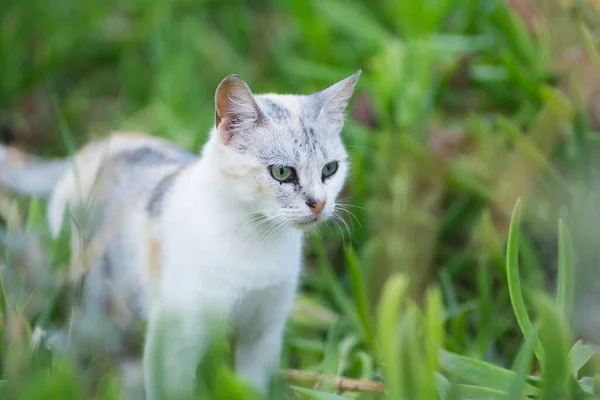Eine Weiß Graue Katze Steht Auf Dem Gras — Stockfoto