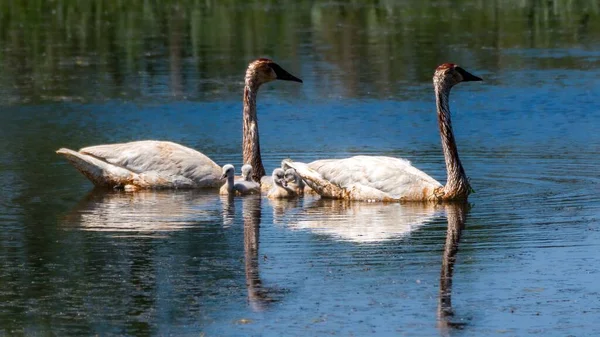 Deux Oies Flottant Sur Lac Calme — Photo