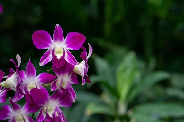 Gros Plan Orchidées Pourpres Poussant Dans Jardin — Photo