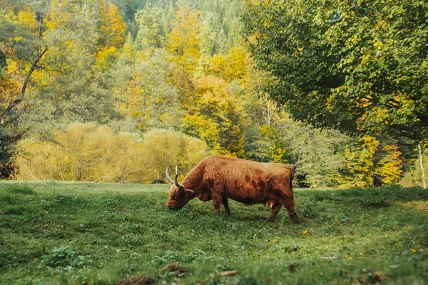 Коричнева Здорова Корова Випасується Зеленому Соковитому Лузі — стокове фото