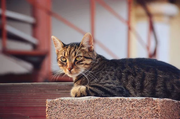 Brązowy Kot Żółtymi Oczami Leżący Kamieniu — Zdjęcie stockowe