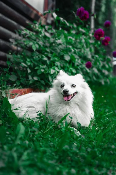 花の庭の草の中に座っているかわいい日本のスピッツ犬 Canis Lupus族 の垂直 — ストック写真