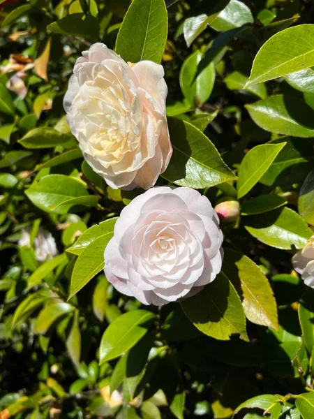 Вид Красивый Белый Японский Цвет Камелии Саду — стоковое фото