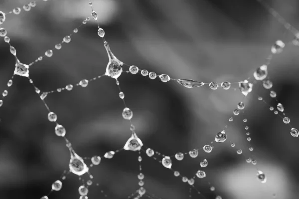 在模糊的背景下 一个被水滴覆盖的蜘蛛网的特写 — 图库照片