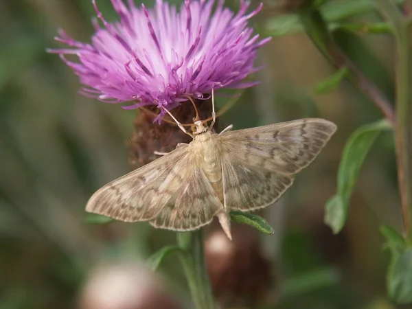 Närbild Mor Till Pearl Moth Patania Ruralis Rosa Blomma — Stockfoto