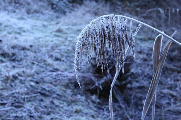 Tiro Close Ramo Com Folhas Cobertas Geada Uma Floresta Inverno — Fotografia de Stock