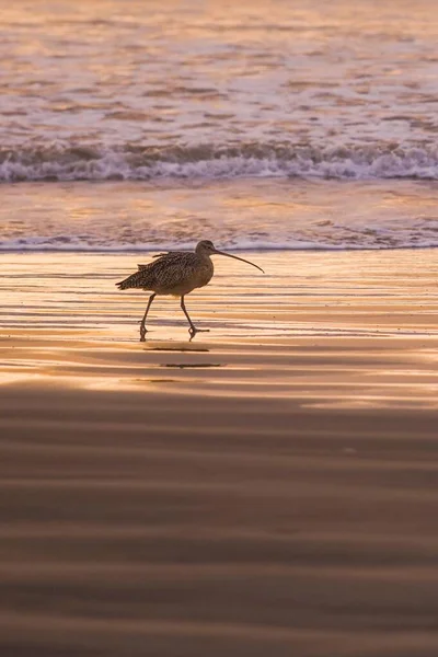 Pionowe Ujęcie Curlew Chodzącego Mokrej Piaszczystej Plaży — Zdjęcie stockowe