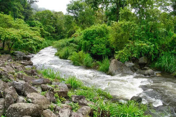 stock image A beautiful shot of a streaming river in a green forest