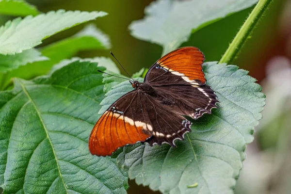 Makro Eines Siproeta Epaphus Eines Tropischen Schmetterlings Der Auf Einem — Stockfoto