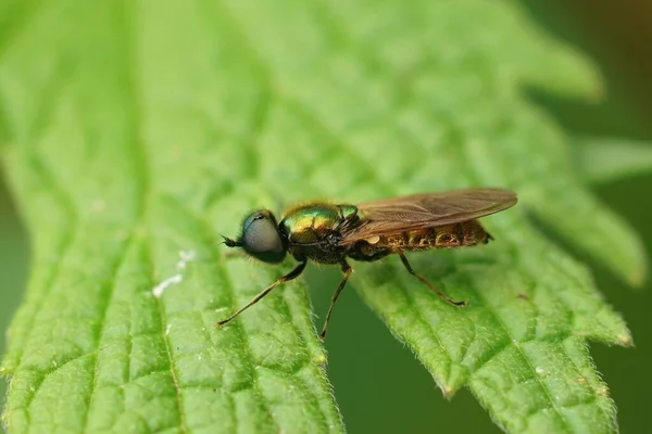 Closeup Shot Green Soldier Fly Green Leaf — Stock Photo, Image