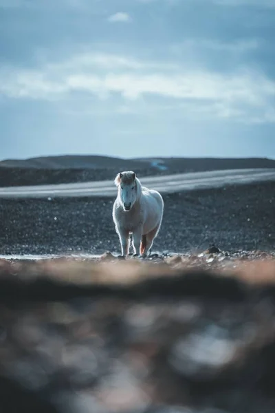 Vista Verticale Cavallo Islandese Sotto Luce Del Sole — Foto Stock