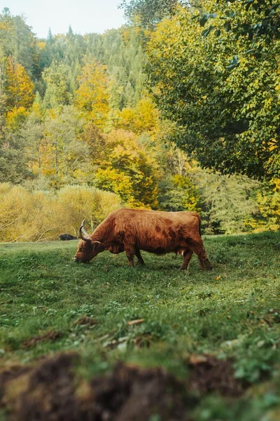Uma Vaca Marrom Saudável Pastando Prado Verde Suculento Vertical — Fotografia de Stock