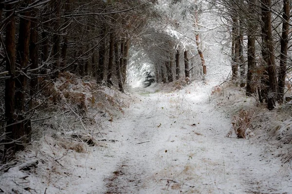 Kışın Bir Ormanın Ortasında Yürüme Yolunun Güzel Bir Görüntüsü — Stok fotoğraf