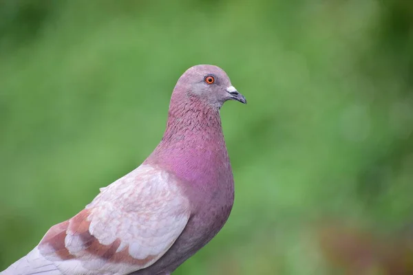Pendekatan Yang Indah Pigeon Duduk Terhadap Latar Belakang Kabur — Stok Foto