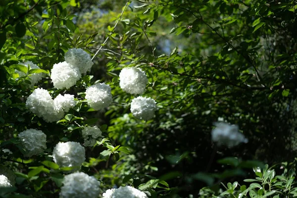 Tiro Close Belas Flores Brancas Bola Neve Crescendo Jardim — Fotografia de Stock
