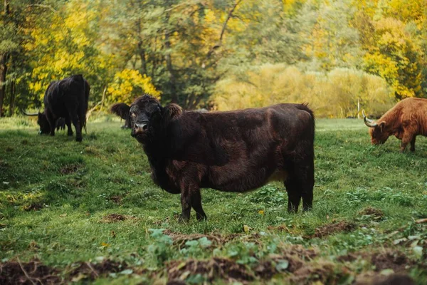 Vacas Saudáveis Pastando Prado Verde Suculento — Fotografia de Stock