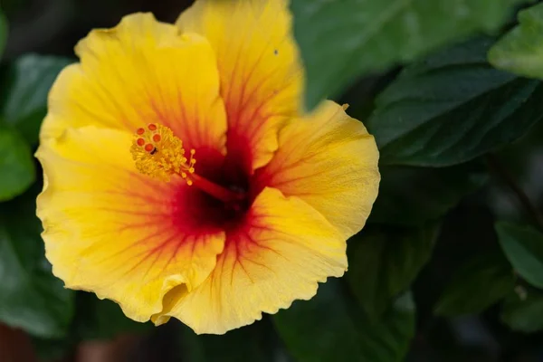 Primer Plano Una Flor Hibisco Chino Amarillo Floreciendo Entre Hojas — Foto de Stock
