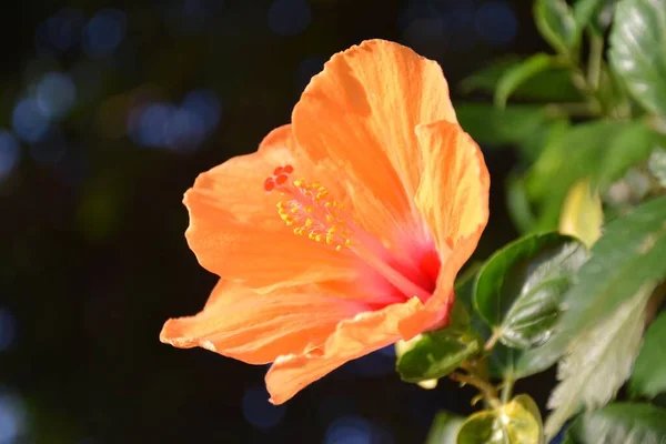 Eine Nahaufnahme Einer Orangen Hibiskusblüte Die Einem Garten Wächst — Stockfoto