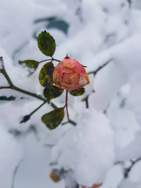 Zbliżenie Róży Śniegu — Zdjęcie stockowe