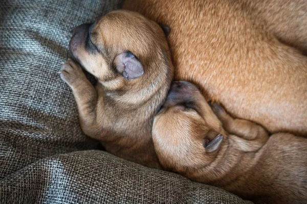 茶色の毛皮を持つ愛らしい眠っている新生児子犬のクローズアップビュー — ストック写真