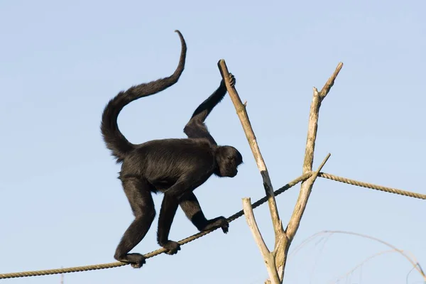 A cute black spider monkey walking on a rope with a blue sky in the background
