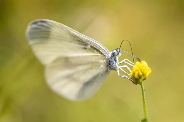 Primer Plano Una Mariposa Blanca Madera Sobre Una Flor Amarilla —  Fotos de Stock