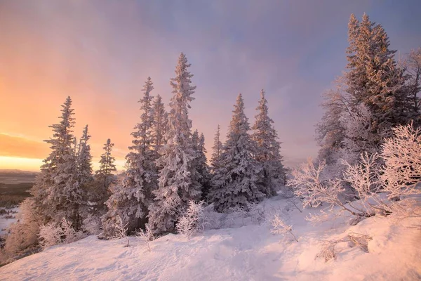 Eine Gefrorene Kiefer Auf Einem Schneehügel Gegen Bewölkten Himmel Bei — Stockfoto