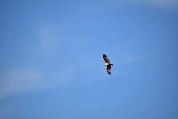 Schöne Aufnahme Eines Adlers Der Himmel Fliegt — Stockfoto