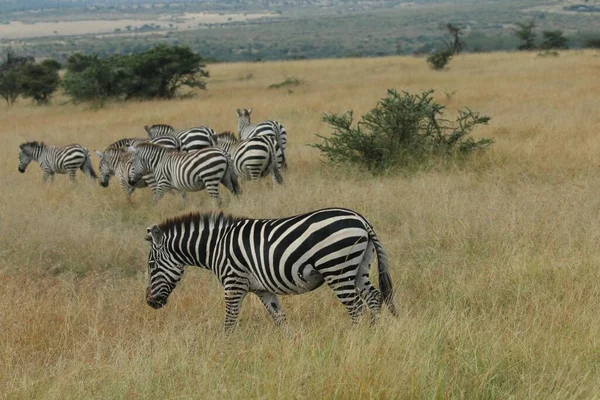 Zebras Gras Der Wildnis — Stockfoto