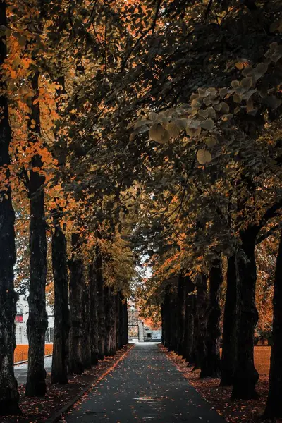 Ein Schöner Blick Auf Bunte Herbstbäume — Stockfoto
