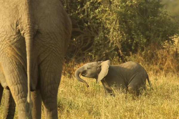 Vista Cerca Elefante Africano Desde Atrás Con Bebé — Foto de Stock