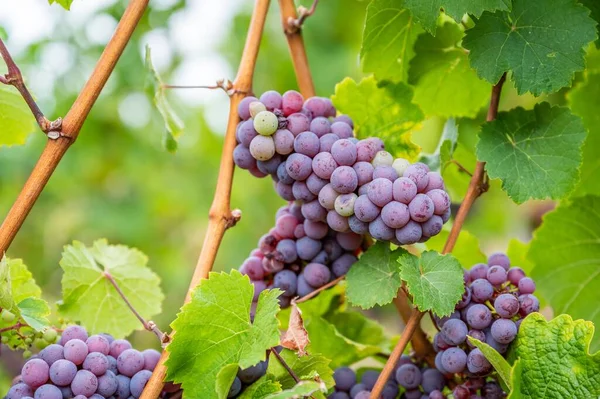 Close View Bunches Purple Grapes Hanging Plant Vineyard — Stock Photo, Image