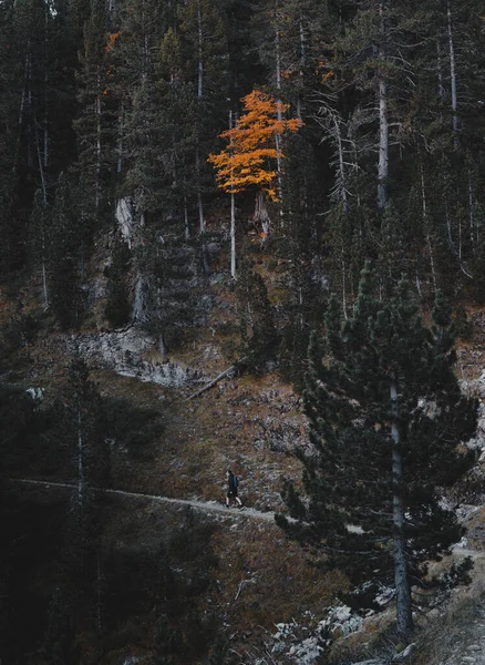 Вертикальний Знімок Людини Йде Скелястій Стежці Високими Деревами Осінньому Лісі — стокове фото