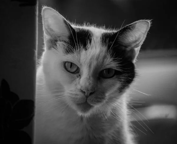 Gråskala Närbild Ansiktet Nyfiken Katt — Stockfoto