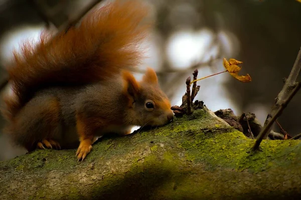 Nahaufnahme Eines Entzückenden Eichhörnchens Das Auf Einen Moosigen Baum Klettert — Stockfoto