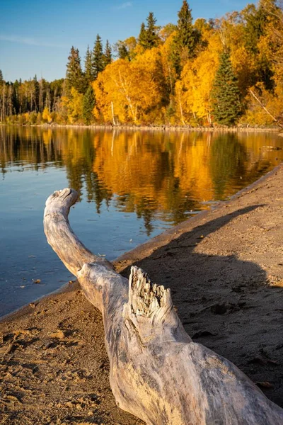 Vertikální Záběr Naplaveného Dřeva Břehu Jezera Národním Parku Prince Alberta — Stock fotografie