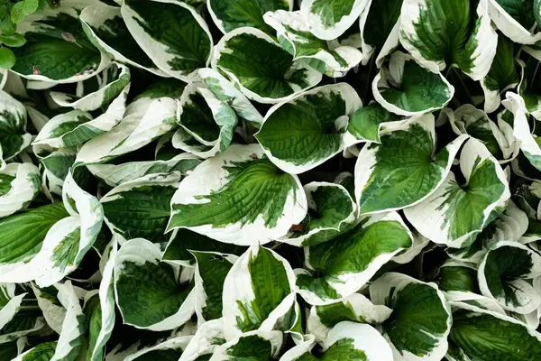 Folhas Decorativas Pintadas Verde Branco Criam Fundo Ambiental — Fotografia de Stock