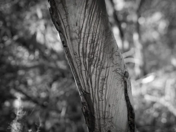 オーストラリアのガムの木は樹皮を流し ぼやけた背景にユニークな自然パターンを表示します — ストック写真