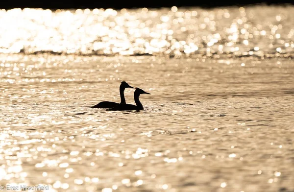 在一个闪亮的湖水中 两只鸭子在游动的轮廓的特写镜头 — 图库照片