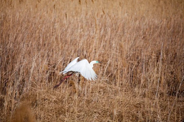 Closeup Flying Stork Field — Stock Photo, Image