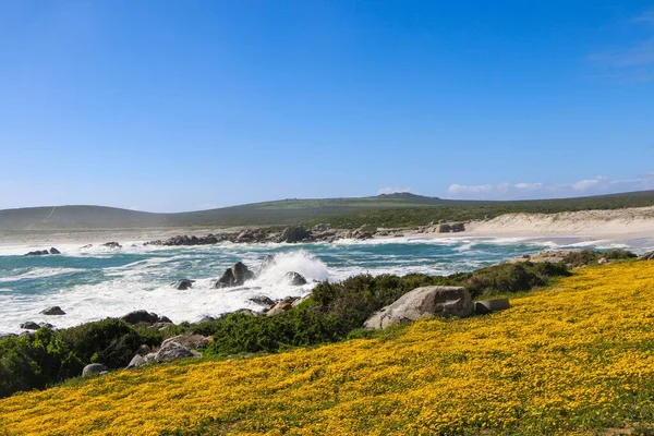 海岸上一片黄花盛开的草地上的风景 — 图库照片