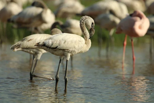 Den Närbild Flamingos Sittande Vattnet Solig Dag — Stockfoto