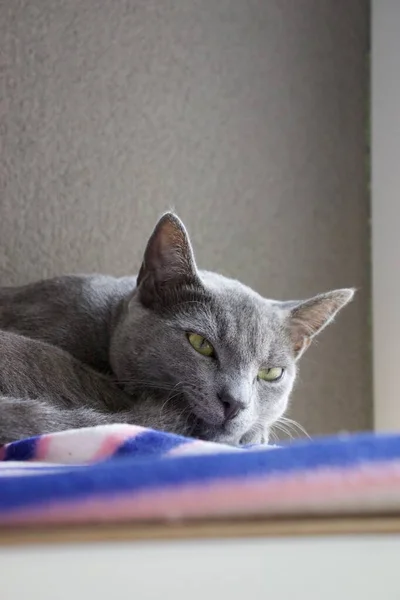 Vertikální Záběr Rozkošné Ruské Modré Kočky Spočívající Přikrývce — Stock fotografie