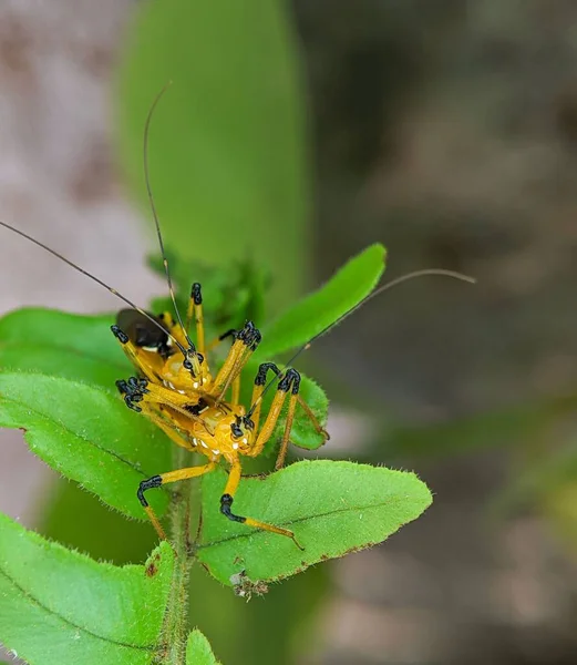 Suikastçı Böceklerin Yeşil Yaprak Üzerinde Çiftleşmesine Yakın Çekim — Stok fotoğraf