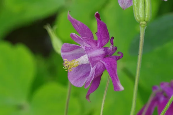 stock image A selective focus of Common columbine (Aquilegia vulgaris) flower in a green field
