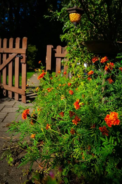Widok Pionowy Krzewu Rośliny Marigold Przez Otwartą Drewnianą Bramę — Zdjęcie stockowe