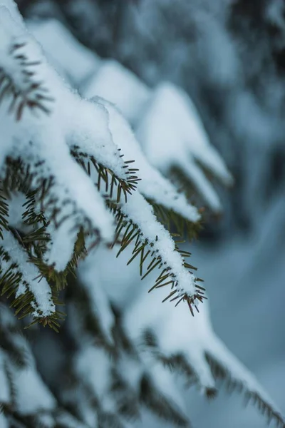 Zbliżenie Ujęcia Wiecznie Zielonej Gałęzi Drzewa Pokrytej Mrozem Zimowy Dzień — Zdjęcie stockowe