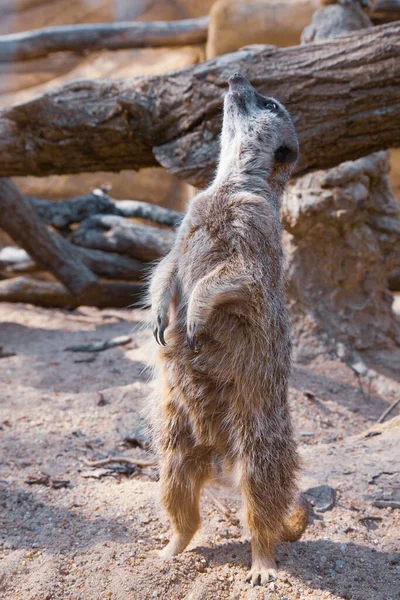 Eine Vertikale Aufnahme Eines Niedlichen Pelzigen Erdmännchens Suricata Suricatta Das — Stockfoto