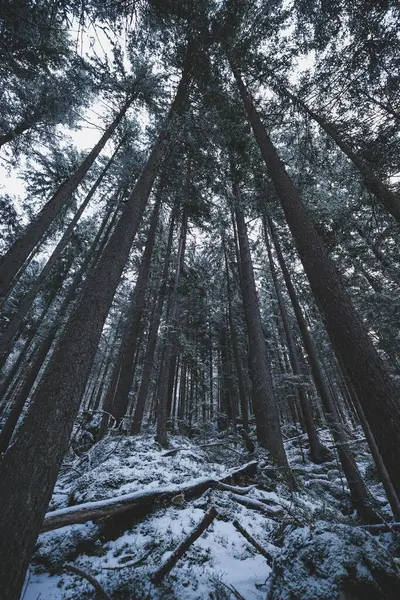 나무들로 둘러싸인 눈덮인 — 스톡 사진