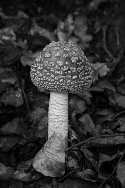 Grayscale Closeup Shot Fly Agaric Mushroom Growing Fallen Autumn Leaves — Stock Photo, Image